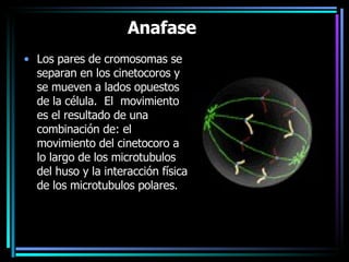 Anafase     Los pares de cromosomas se separan en los cinetocoros y se mueven a lados opuestos de la célula.  El  movimiento es el resultado de una combinación de: el movimiento del cinetocoro a lo largo de los microtubulos del huso y la interacción física de los microtubulos polares.    