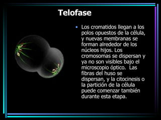 Telofase    Los cromatidos llegan a los polos opuestos de la célula, y nuevas membranas se forman alrededor de los núcleos hijos. Los cromosomas se dispersan y ya no son visibles bajo el microscopio óptico.  Las fibras del huso se dispersan, y la citocinesis o la partición de la célula puede comenzar también durante esta etapa.   
