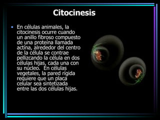 Citocinesis     En células animales, la citocinesis ocurre cuando un anillo fibroso compuesto de una proteína llamada actína, alrededor del centro de la célula se contrae pellizcando la célula en dos células hijas, cada una con su núcleo.  En células vegetales, la pared rígida requiere que un placa celular sea sintetizada entre las dos células hijas.    