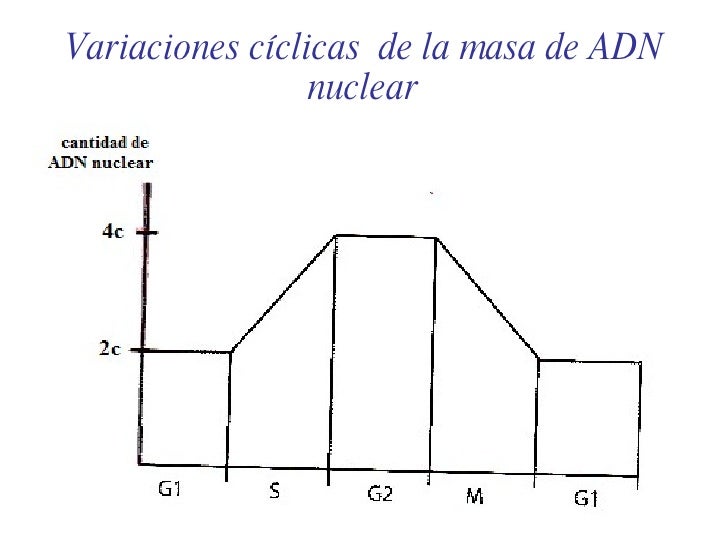 Mitosis1 Mitosis1