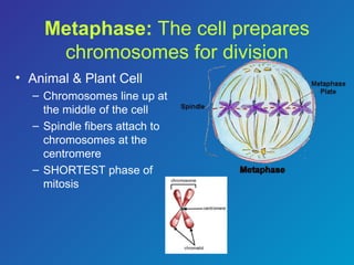 Comprehensive Overview of the Cell Cycle and Mitosis Stages in Cell ...