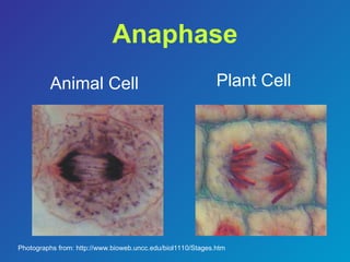 Comprehensive Overview of the Cell Cycle and Mitosis Stages in Cell ...