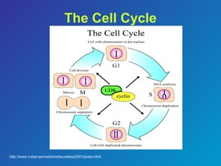 Comprehensive Overview of the Cell Cycle and Mitosis Stages in Cell ...