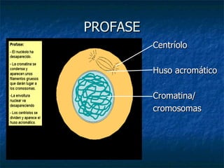PROFASE <ul><li>Centríolo </li></ul><ul><li>Huso acromático </li></ul><ul><li>Cromatina/ </li></ul><ul><li>cromosomas </li...