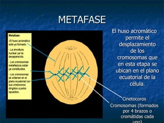 METAFASE <ul><li>El huso acromático permite el desplazamiento de los cromosomas que en esta etapa se ubican en el plano ec...