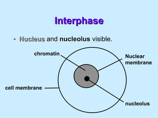 MITOSIS (2).pdf