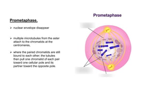 Prometaphase.
 nuclear envelope disappear
 multiple microtubules from the aster
attach to the chromatids at the
centromeres,
 where the paired chromatids are still
bound to each other; the tubules
then pull one chromatid of each pair
toward one cellular pole and its
partner toward the opposite pole.
 