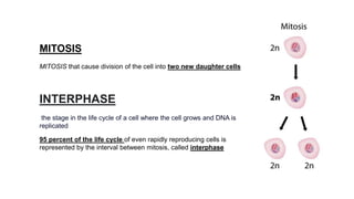 MITOSIS
MITOSIS that cause division of the cell into two new daughter cells
INTERPHASE
the stage in the life cycle of a cell where the cell grows and DNA is
replicated
95 percent of the life cycle of even rapidly reproducing cells is
represented by the interval between mitosis, called interphase
 