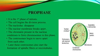 mitosis.ppt