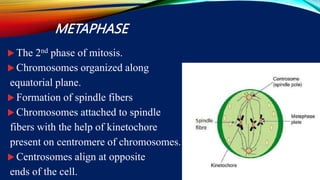 mitosis.ppt