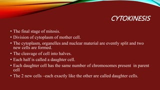 mitosis.ppt