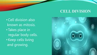mitosis.ppt