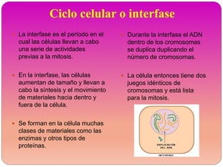 Ciclo celular o interfase
 La interfase es el período en el
cual las células llevan a cabo
una serie de actividades
previas a la mitosis.
 En la interfase, las células
aumentan de tamaño y llevan a
cabo la síntesis y el movimiento
de materiales hacia dentro y
fuera de la célula.
 Se forman en la célula muchas
clases de materiales como las
enzimas y otros tipos de
proteínas.
 Durante la interfase el ADN
dentro de los cromosomas
se duplica duplicando el
número de cromosomas.
 La célula entonces tiene dos
juegos idénticos de
cromosomas y está lista
para la mitosis.
 