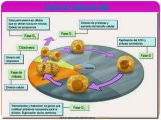 Esta foto de Autor desconocido está bajo licencia CC BY-SA-NC
CICLO CELULAR
 
