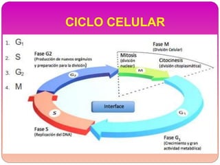 CICLO CELULAR
 