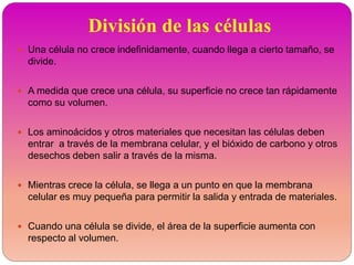 División de las células
 Una célula no crece indefinidamente, cuando llega a cierto tamaño, se
divide.
 A medida que crece una célula, su superficie no crece tan rápidamente
como su volumen.
 Los aminoácidos y otros materiales que necesitan las células deben
entrar a través de la membrana celular, y el bióxido de carbono y otros
desechos deben salir a través de la misma.
 Mientras crece la célula, se llega a un punto en que la membrana
celular es muy pequeña para permitir la salida y entrada de materiales.
 Cuando una célula se divide, el área de la superficie aumenta con
respecto al volumen.
 