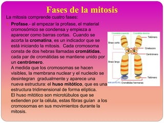 Fases de la mitosis
La mitosis comprende cuatro fases:
1. Profase.- al empezar la profase, el material
cromosómico se condensa y empieza a
aparecer como barras cortas. Cuando se
acorta la cromatina, es un indicador que se
está iniciando la mitosis. Cada cromosoma
consta de dos hebras llamadas cromátidas,
cada par de cromátidas se mantiene unido por
un centrómero.
A medida que los cromosomas se hacen
visibles, la membrana nuclear y el nucleolo se
desintegran gradualmente y aparece una
nueva estructura: el huso mitótico, que es una
estructura tridimensional de forma elíptica.
El huso mitótico son microtúbulos que se
extienden por la célula, estas fibras guían a los
cromosomas en sus movimientos durante la
mitosis.
 