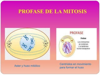 PROFASE DE LA MITOSIS
Aster y huso mitótico
Centríolos en movimiento
para formar el huso
 