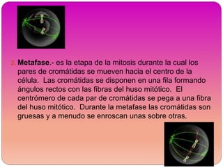 2. Metafase.- es la etapa de la mitosis durante la cual los
pares de cromátidas se mueven hacia el centro de la
célula. Las cromátidas se disponen en una fila formando
ángulos rectos con las fibras del huso mitótico. El
centrómero de cada par de cromátidas se pega a una fibra
del huso mitótico. Durante la metafase las cromátidas son
gruesas y a menudo se enroscan unas sobre otras.
 