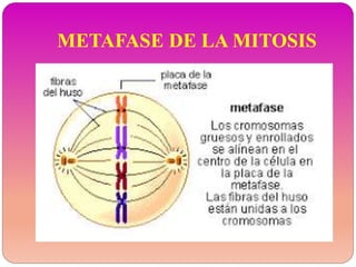 METAFASE DE LA MITOSIS
 