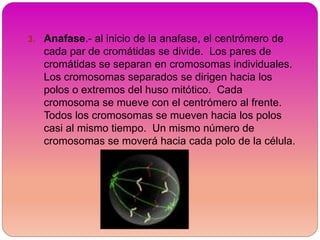 3. Anafase.- al inicio de la anafase, el centrómero de
cada par de cromátidas se divide. Los pares de
cromátidas se separan en cromosomas individuales.
Los cromosomas separados se dirigen hacia los
polos o extremos del huso mitótico. Cada
cromosoma se mueve con el centrómero al frente.
Todos los cromosomas se mueven hacia los polos
casi al mismo tiempo. Un mismo número de
cromosomas se moverá hacia cada polo de la célula.
 