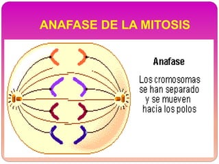 ANAFASE DE LA MITOSIS
 