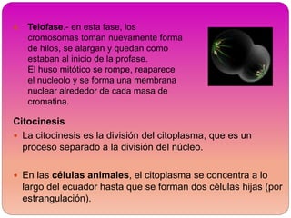 4. Telofase.- en esta fase, los
cromosomas toman nuevamente forma
de hilos, se alargan y quedan como
estaban al inicio de la profase.
El huso mitótico se rompe, reaparece
el nucleolo y se forma una membrana
nuclear alrededor de cada masa de
cromatina.
Citocinesis
 La citocinesis es la división del citoplasma, que es un
proceso separado a la división del núcleo.
 En las células animales, el citoplasma se concentra a lo
largo del ecuador hasta que se forman dos células hijas (por
estrangulación).
 