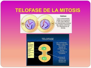 TELOFASE DE LA MITOSIS
 