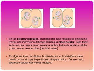  En las células vegetales, en medio del huso mitótico se empieza a
formar una membrana delicada llamada la placa celular. Más tarde
se forma una nueva pared celular a ambos lados de la placa celular
y dos nuevas células hijas (por tabicación).
 En algunos tipos de células, la mitosis que es la división nuclear,
puede ocurrir sin que haya división citoplasmática. En ese caso
aparecen células con varios núcleos.
 