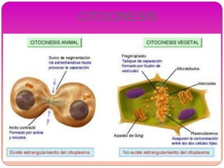 CITOCINESIS
 