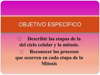 Describir las etapas de la
del ciclo celular y la mitosis.
Reconocer los procesos
que ocurren en cada etapa de la
Mitosis
OBJETIVO ESPECÍFICO
 
