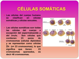 CÉLULAS SOMÁTICAS
 Las células del cuerpo humano
se clasifican en células
somáticas y células sexuales.
 Las células somáticas son todas
las células del cuerpo a
excepción del espermatozoide y
del óvulo. Son células que
contienen 23 pares de
cromosomas (células diploides)
y se representan como células
2n (n= 23 cromosomas), lo que
significa que tienen 23
cromosomas apareados, es
decir 46 cromosomas.
 