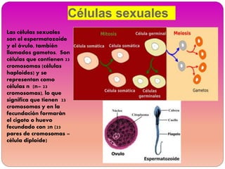 Células sexuales
Las células sexuales
son el espermatozoide
y el óvulo, también
llamados gametos. Son
células que contienen 23
cromosomas (células
haploides) y se
representan como
células n (n= 23
cromosomas), lo que
significa que tienen 23
cromosomas y en la
fecundación formarán
el cigoto o huevo
fecundado con 2n (23
pares de cromosomas =
célula diploide)
 