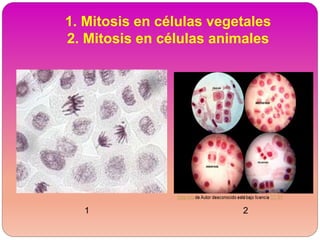 1. Mitosis en células vegetales
2. Mitosis en células animales
1 2
 