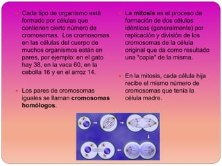  Cada tipo de organismo está
formado por células que
contienen cierto número de
cromosomas. Los cromosomas
en las células del cuerpo de
muchos organismos están en
pares, por ejemplo: en el gato
hay 38, en la vaca 60, en la
cebolla 16 y en el arroz 14.
 Los pares de cromosomas
iguales se llaman cromosomas
homólogos.
 La mitosis es el proceso de
formación de dos células
idénticas (generalmente) por
replicación y división de los
cromosomas de la célula
original que da como resultado
una "copia" de la misma.
 En la mitosis, cada célula hija
recibe el mismo número de
cromosomas que tenía la
célula madre.
 
