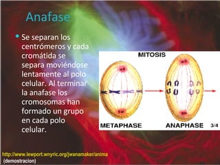 Anafase Se separan los centrómeros y cada cromátida se separa moviéndose lentamente al polo celular. Al terminar la anafase los cromosomas han formado un grupo en cada polo celular. http://www.lewport.wnyric.org/jwanamaker/animations/mitosis.html  (demostracion) 