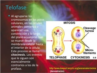 Telofase Al agruparse los cromosomas en los polos celulares, en las células animales comienza a aparecer una constricción a lo largo del plano ecuatorial que se mueve desde la membrana celular hasta el interior de la célula. Este proceso se llama  citocinesis . Los eventos que le siguen son esencialmente contrarios a los de la profase. http://www.lewport.wnyric.org/jwanamaker/animations/mitosis.html  (demostracion) 