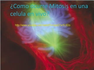 ¿Como ocurre Mitosis en una celula en vivo? http://www.youtube.com/watch?v=czaO1wYLSDo   