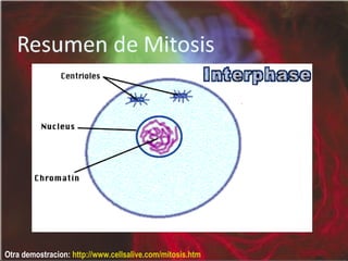 Otra demostracion:  http://www.cellsalive.com/mitosis.htm   