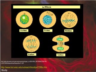 http://web.educastur.princast.es/proyectos/biogeo_ov/2BCH/B4_INFORMACION/T406_MITOSIS/diapositivas/Diapositiva11.GIF http://www.loci.wisc.edu/outreach/bioclips/CDBio.html  Bioclip 