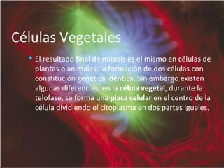 Células Vegetales El resultado final de mitosis es el mismo en células de plantas o animales: la formación de dos células con constitución genética idéntica. Sin embargo existen algunas diferencias: en la  célula vegetal , durante la telofase, se forma una  placa celular  en el centro de la célula dividiendo el citoplasma en dos partes iguales.  