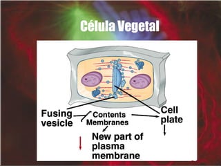 Célula Vegetal 