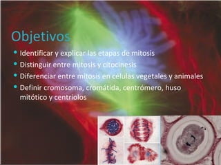 Objetivos Identificar y explicar las etapas de mitosis Distinguir entre mitosis y citocinesis Diferenciar entre mitosis en c élulas vegetales y animales Definir cromosoma, cromátida, centrómero, huso mitótico y centriolos 