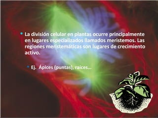 La división celular en plantas ocurre principalmente en lugares especializados llamados meristemos. Las regiones meristemáticas son lugares de crecimiento activo.  Ej.  Ápices (puntas), raíces… 