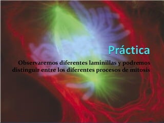 Observaremos diferentes laminillas y podremos distinguir entre los diferentes procesos de mitosis 