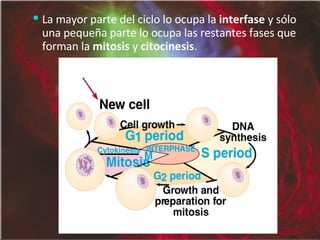 La mayor parte del ciclo lo ocupa la  interfase  y sólo una pequeña parte lo ocupa las restantes fases que forman la  mitosis  y  citocinesis . 
