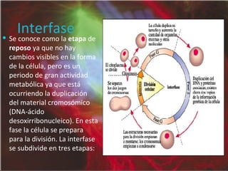 Interfase Se conoce como la  etapa  de  reposo  ya que no hay cambios visibles en la forma de la célula, pero es un periodo de gran actividad metabólica ya que está ocurriendo la duplicación del material cromosómico (DNA-ácido desoxirribonucleico). En esta fase la célula se prepara para la división. La interfase se subdivide en tres etapas: 