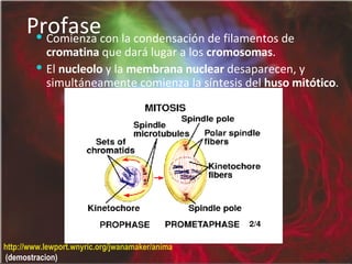 Profase Comienza con la condensación de filamentos de  cromatina  que dará lugar a los  cromosomas .  El  nucleolo  y la  membrana nuclear  desaparecen, y simultáneamente comienza la síntesis del  huso mitótico . http://www.lewport.wnyric.org/jwanamaker/animations/mitosis.html  (demostracion) 