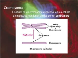 Cromosoma Consiste de un cromosoma duplicado, en las c élulas animales,  se mantienen unidas por un  centrómero 