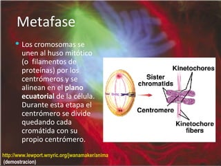 Metafase Los cromosomas se unen al huso mitótico (o  filamentos de proteínas) por los centrómeros y se alinean en el  plano ecuatorial  de la célula. Durante esta etapa el centrómero se divide quedando cada cromátida con su propio centrómero. http://www.lewport.wnyric.org/jwanamaker/animations/mitosis.html  (demostracion) 